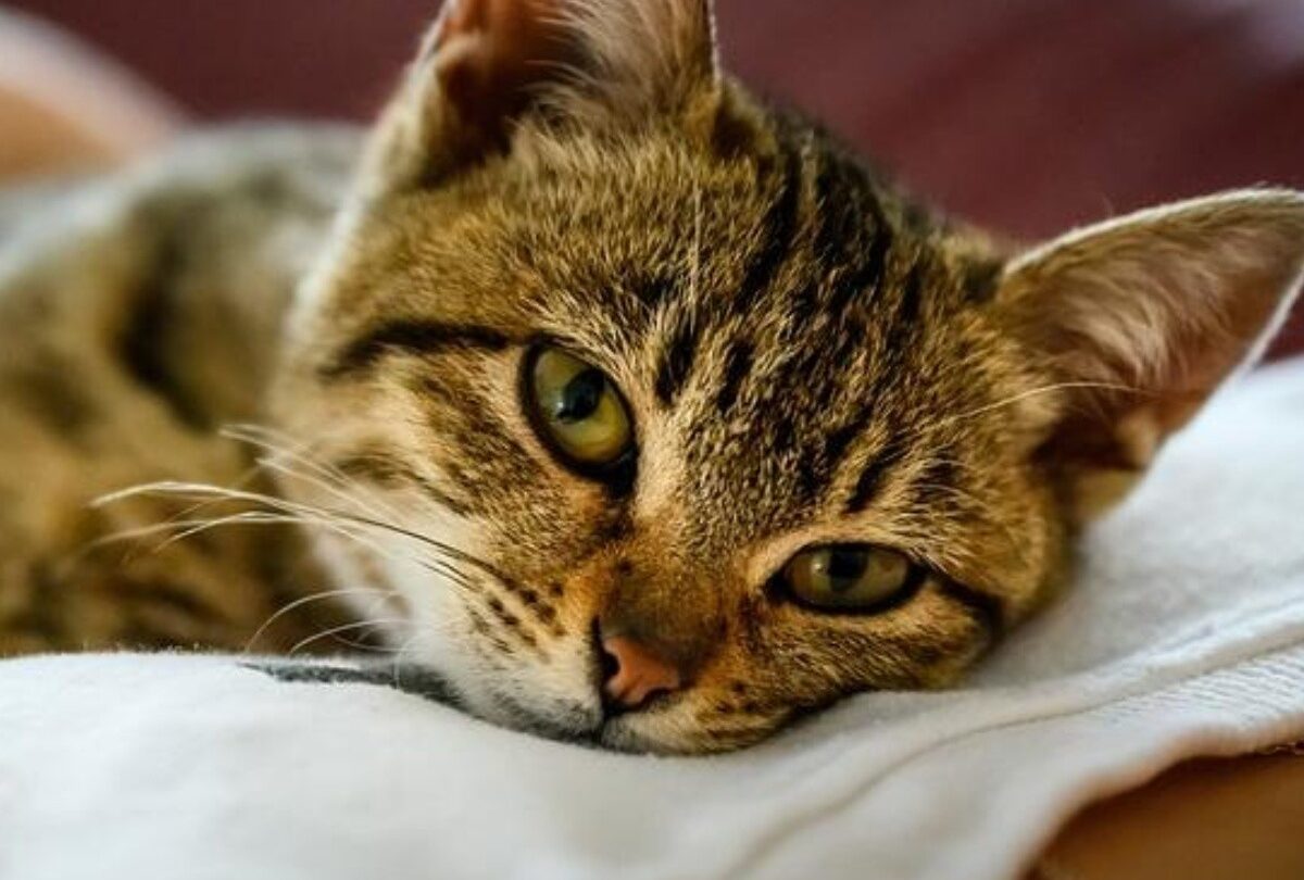 10 razones para adoptar un gatito El mejor cambio de tu vida |