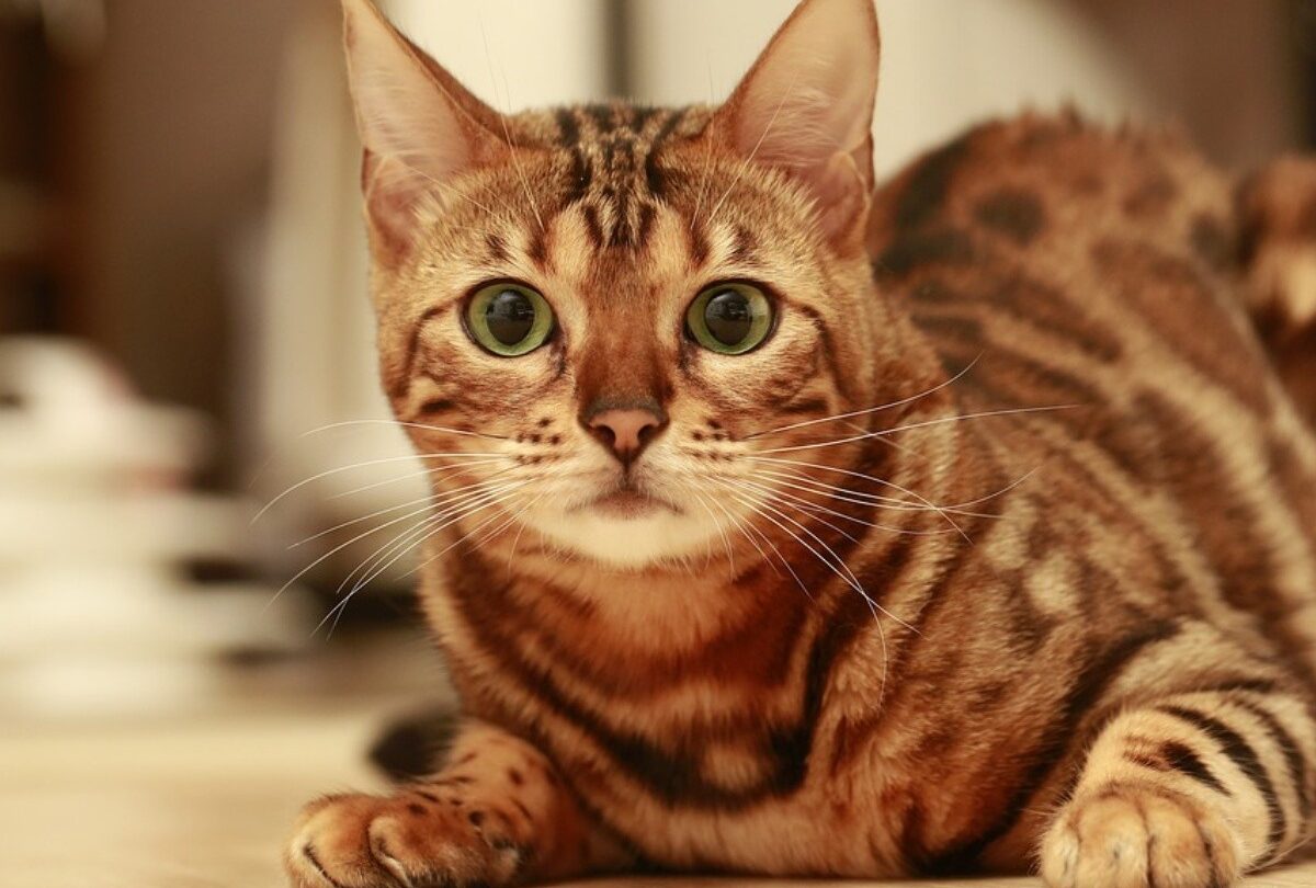 Gato Bengalí todo lo que debes saber sobre este felino |