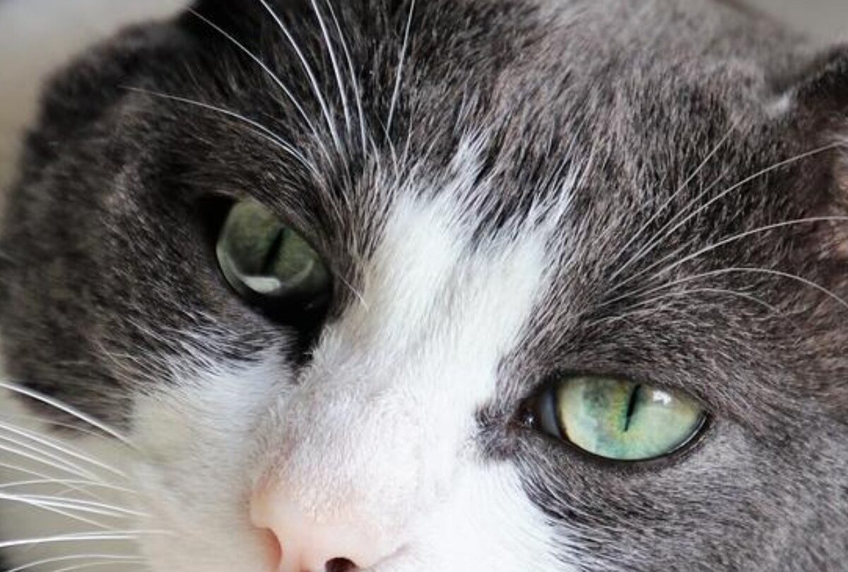 Señales de que tu gato está enfermo síntomas y recomendaciones |