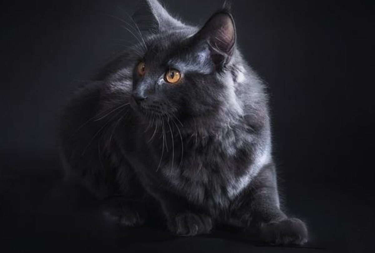 Conoce las 10 razas de gatos grandes perfectos para tu hogar |