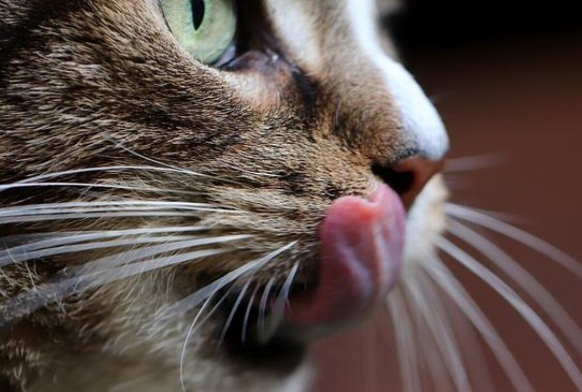 Sorprendente Las 7 razones por las que tu gato suele lamerte |