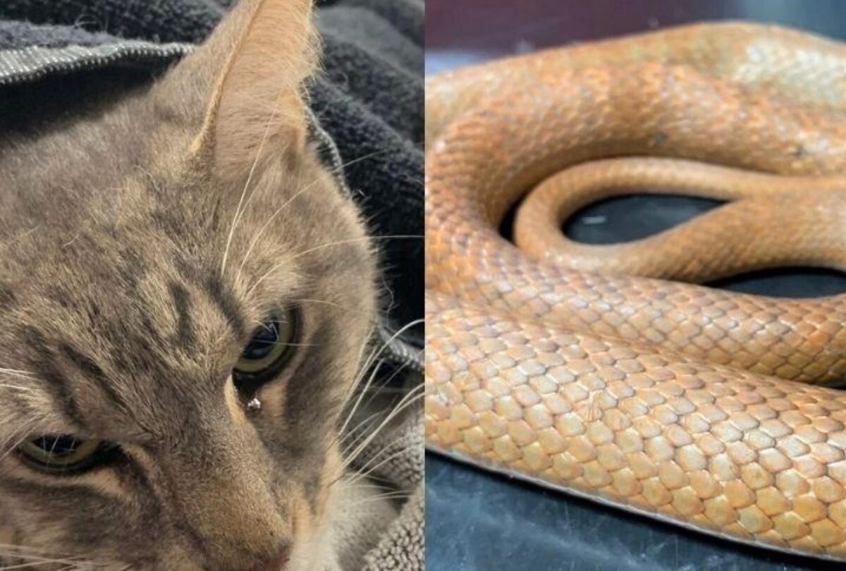 Gato salva a dos niños de una serpiente venenosa y muere después |