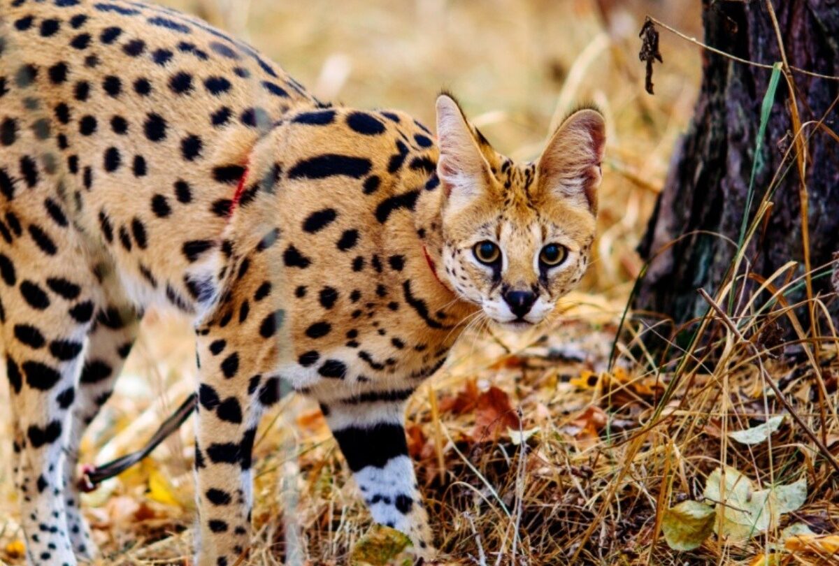 Gato serval todo lo que debes saber sobre este felino salvaje |