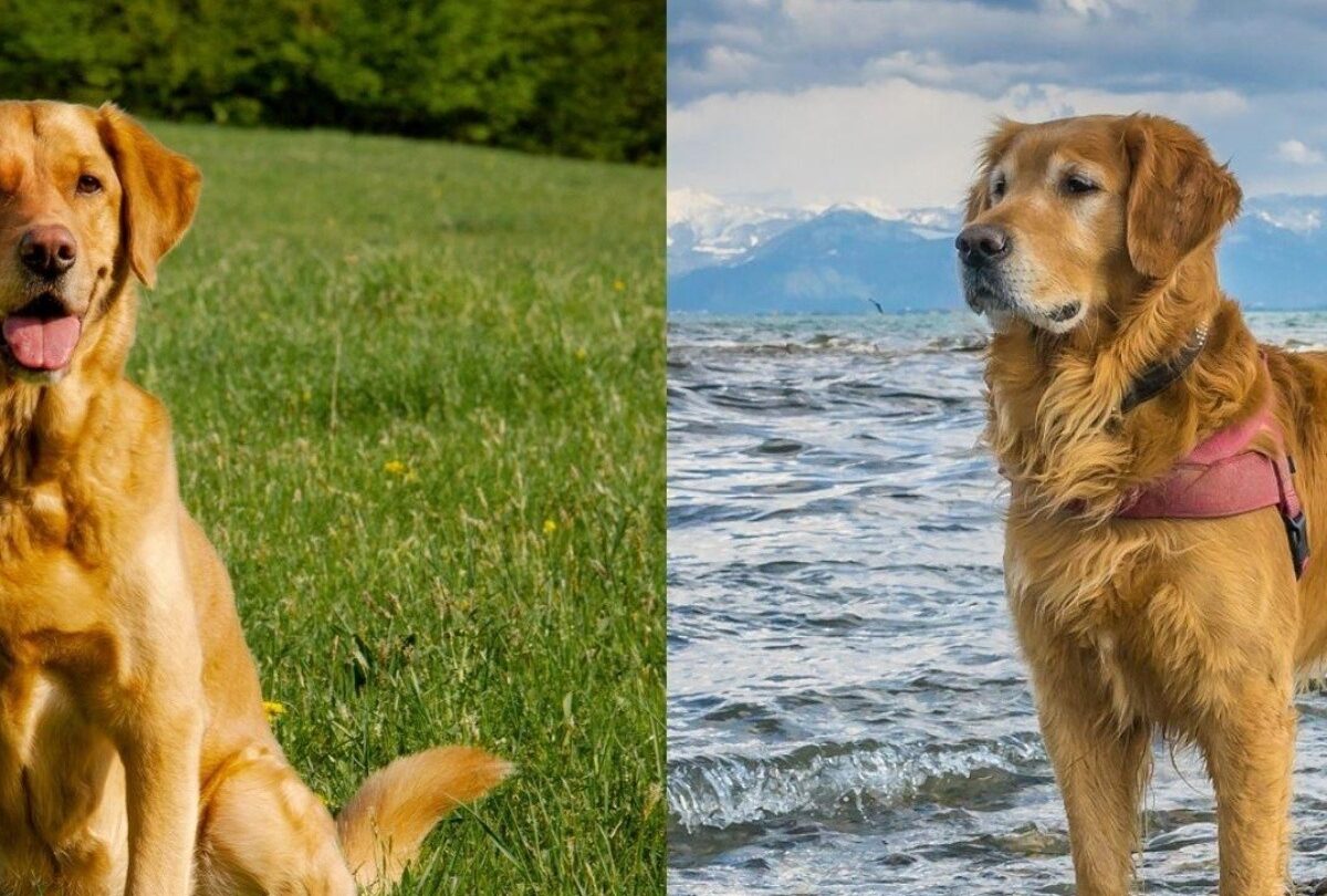 Qué diferencias tienen el Golden Retriever y Labrador Retriever |