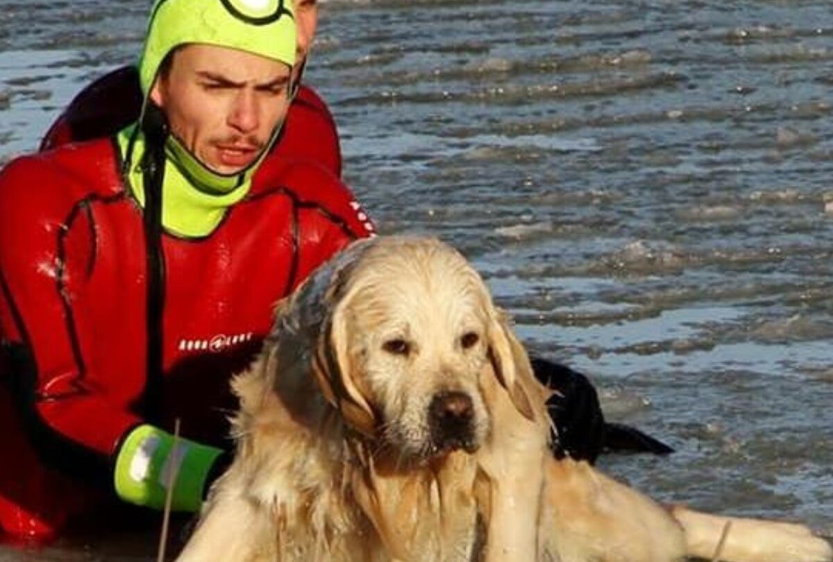 Golden Retriever cae a lago congelado y es rescatado por bomberos |