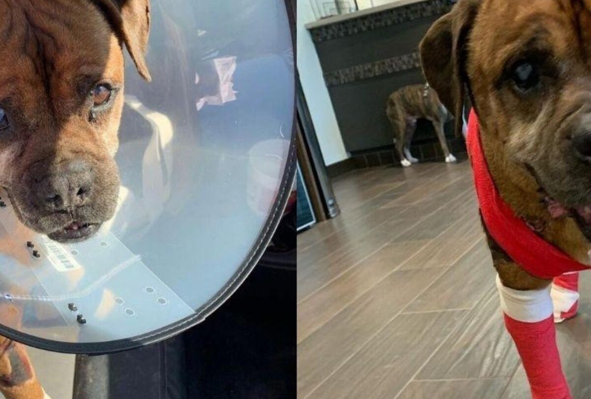 Hieren con ácido a Chato un perrito de El Paso Texas |