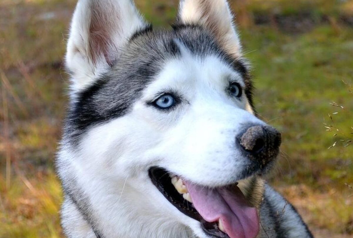 Es un perro o es un lobo La historia del perro Husky Siberiano |