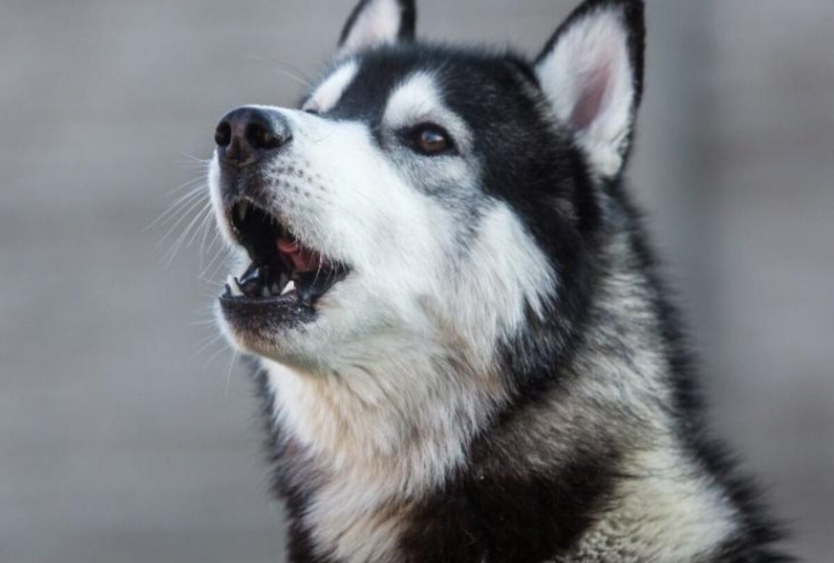 Cómo lidiar con un perro Husky Siberiano que aúlla demasiado |