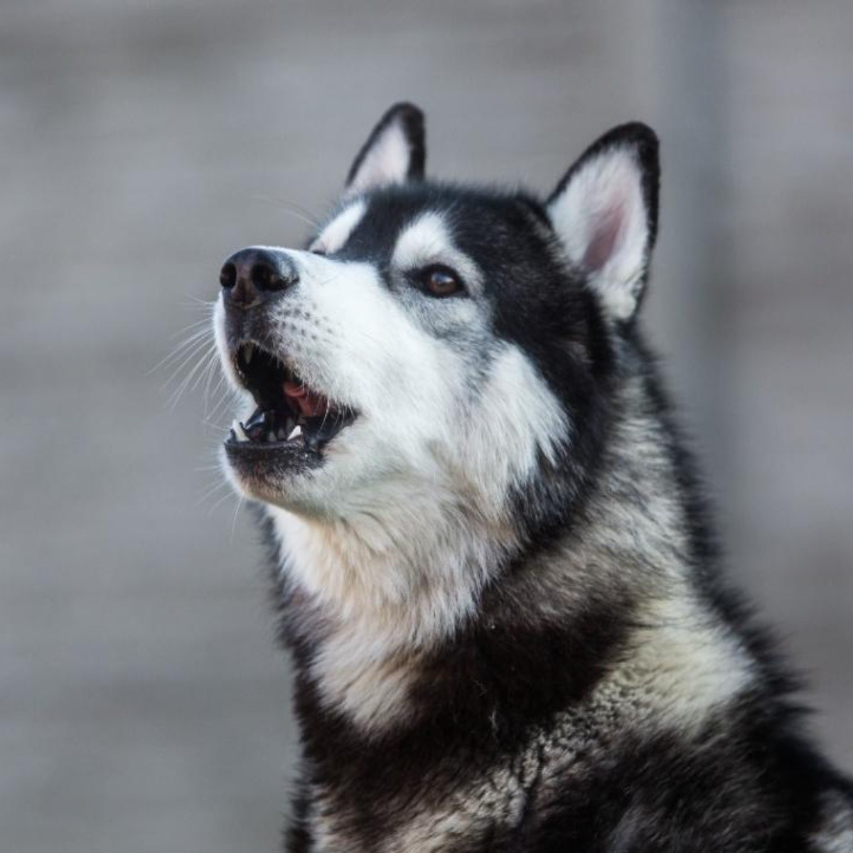 Cómo lidiar con un perro Husky Siberiano que aúlla demasiado