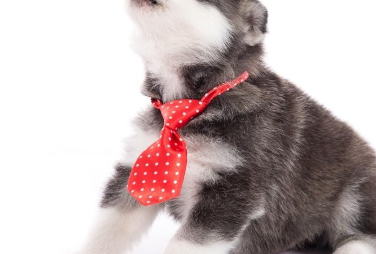 Por qué los perros Husky Siberiano aúllan en lugar de ladrar |