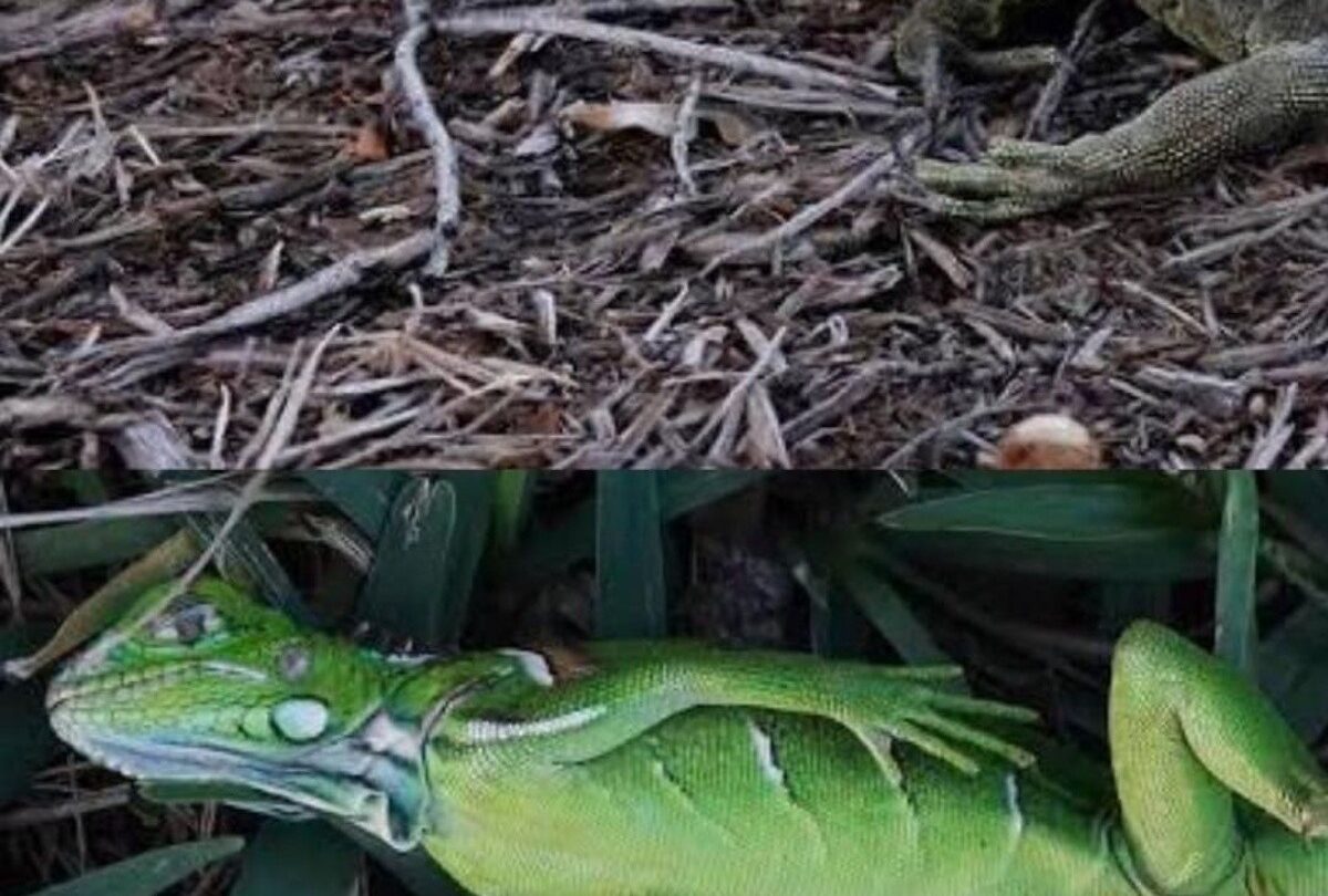 Qué pasó con las iguanas que se congelaron en Tamaulipas México |