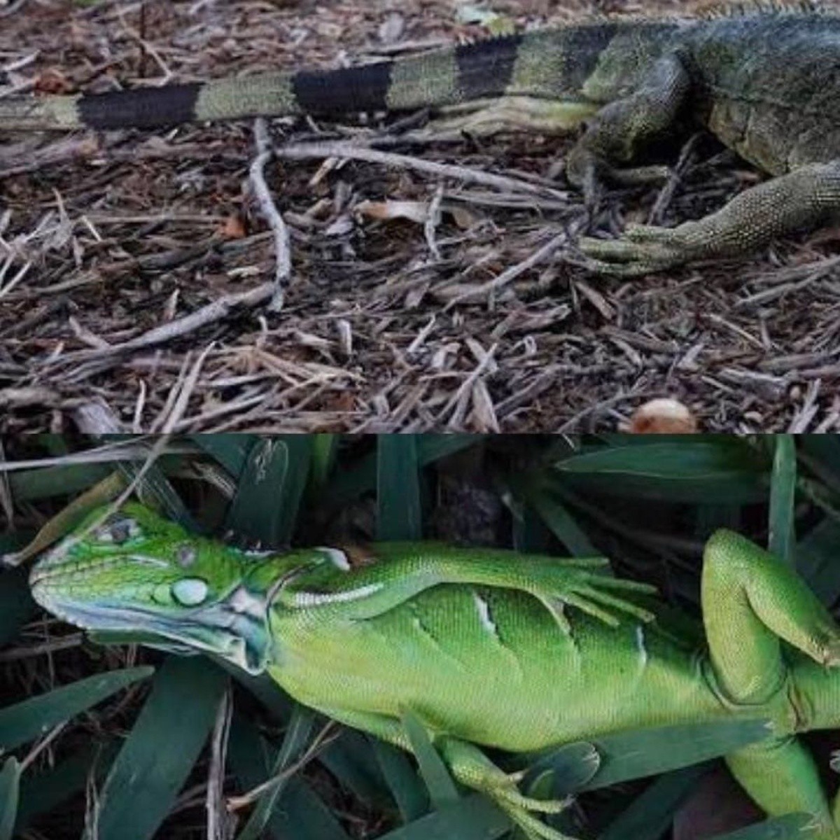 Qué pasó con las iguanas que se congelaron en Tamaulipas, México