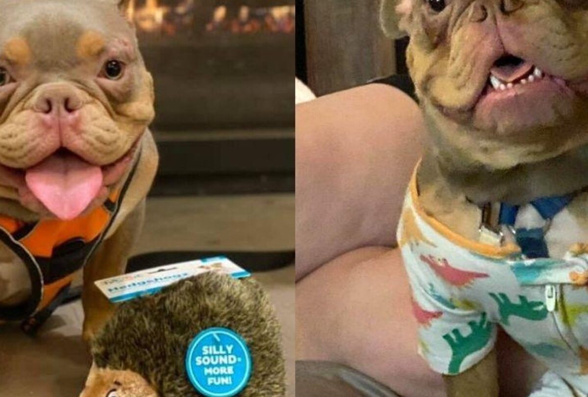 Perro enfermo y abandonado en un refugio es adoptado y ahora es feliz |