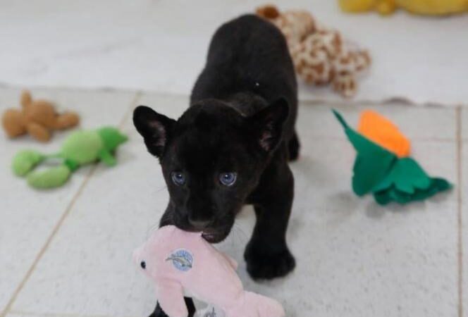 Convocatoria para ponerle nombre a jaguar negro en zoológico de Mérida, Yucatán