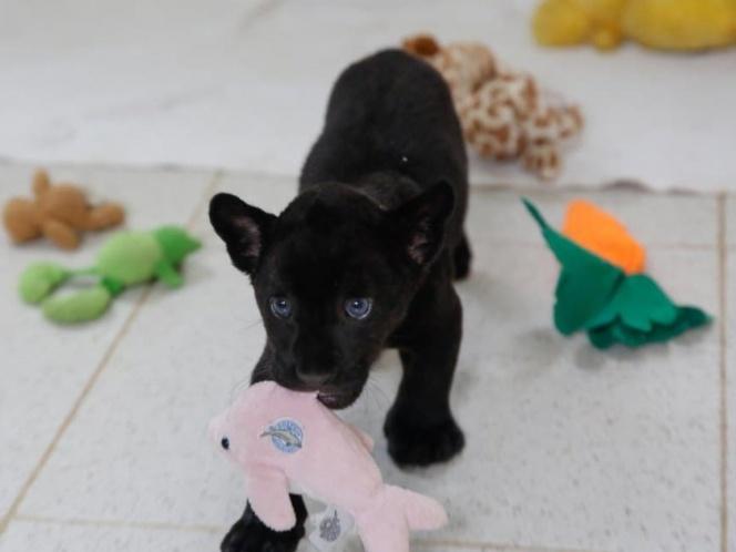 Convocatoria para ponerle nombre a jaguar negro en zoológico de Mérida, Yucatán