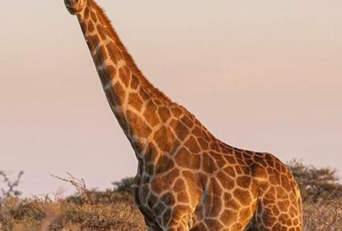 La Jirafa y 10 animales que duermen de pie y quizá no sabías |