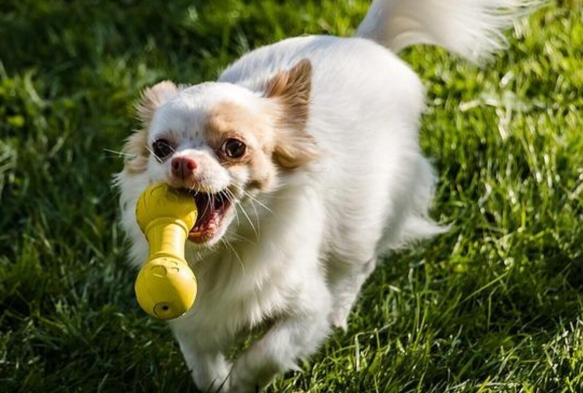 10 juguetes ideales para perros que pueden morder sin lastimarse |