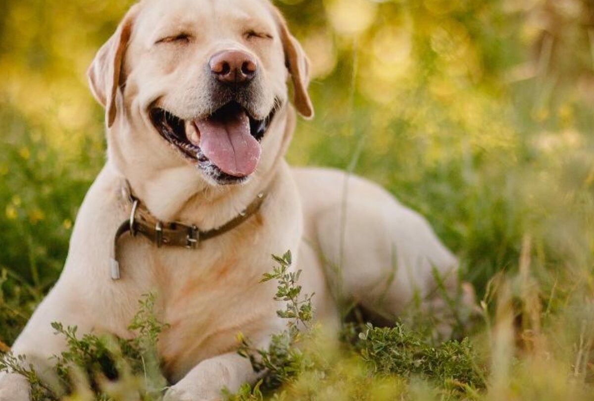 Ejercicios para perro Labrador Retriever cuáles hacer y cuánto tiempo |