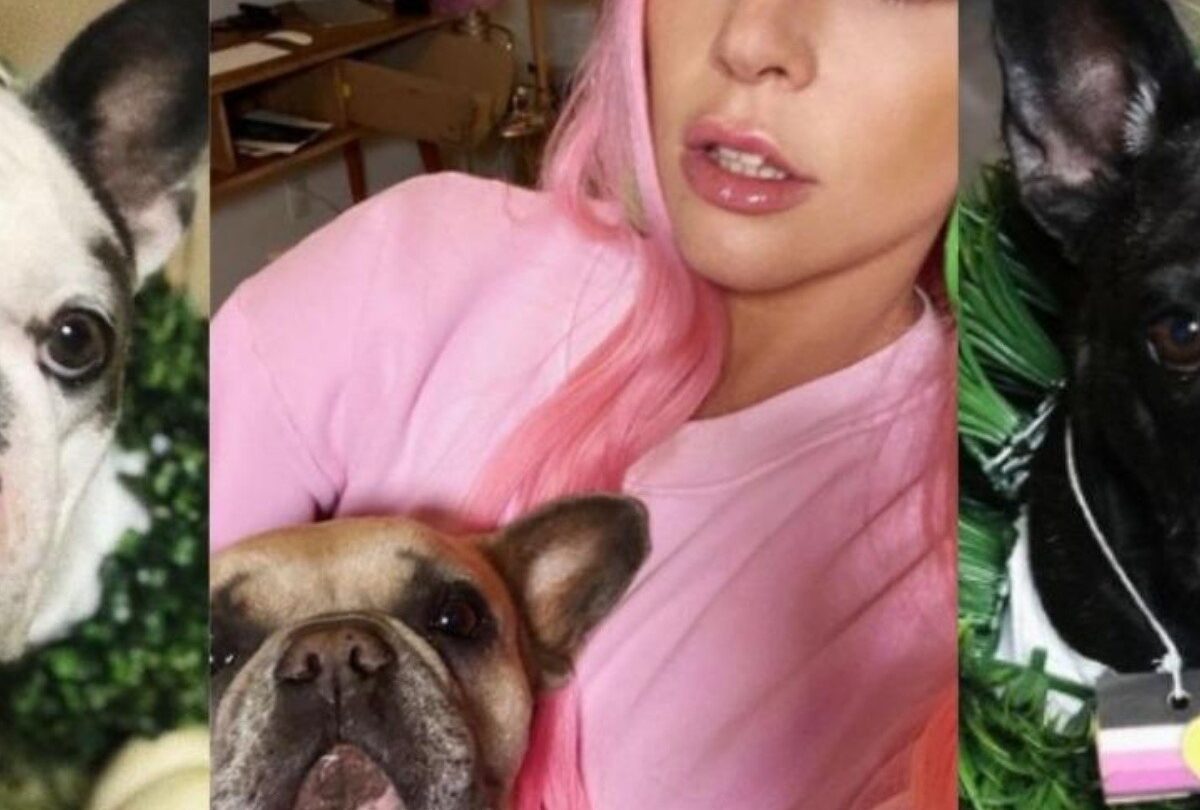 Aparecen con vida los perros de Lady Gaga los entregaron a la policía |