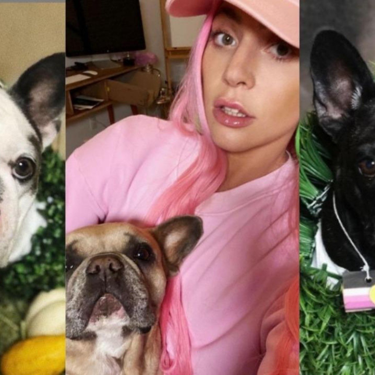 Aparecen con vida los perros de Lady Gaga, los entregaron a la policía