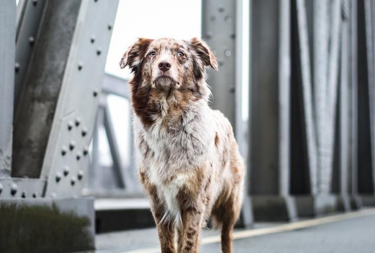 Las 6 preguntas más comunes acerca de los microchips en mascotas |