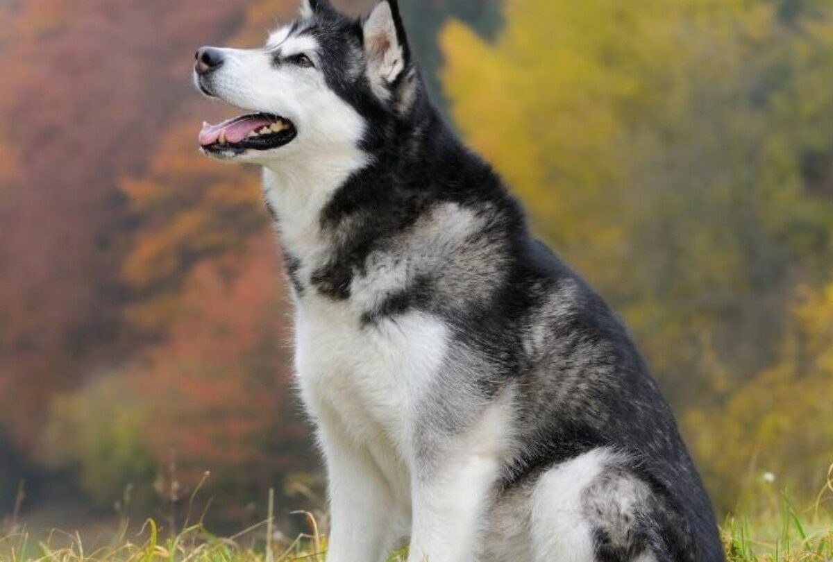10 curiosidades sobre los perros Malamute de Alaska que tal vez no sabías |