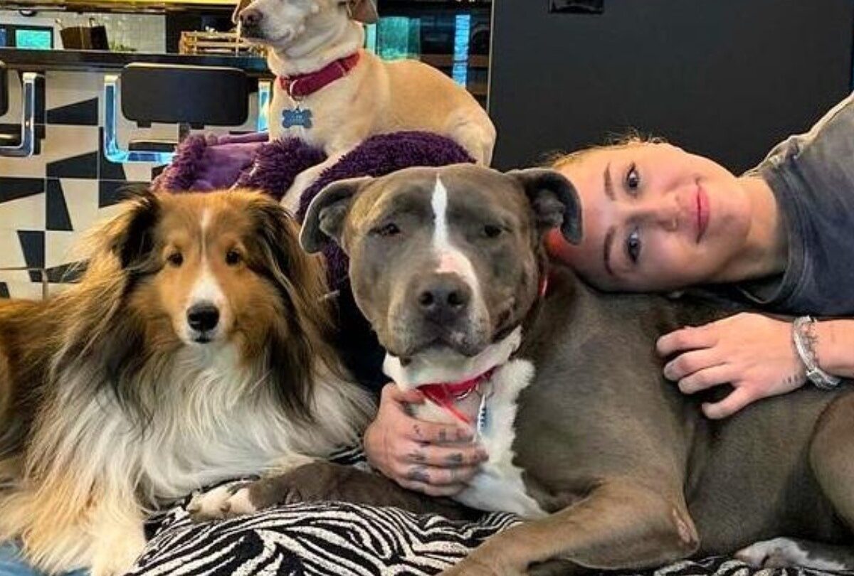 Miley Cyrus presenta a su nueva mascota Ángel un Pitbull rescatado |