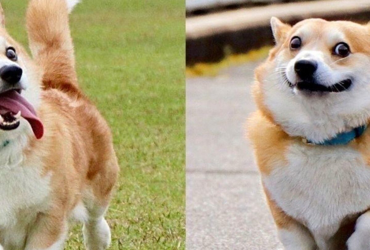 Muere el perrito Corgi Gen una mascota popular en Instagram |