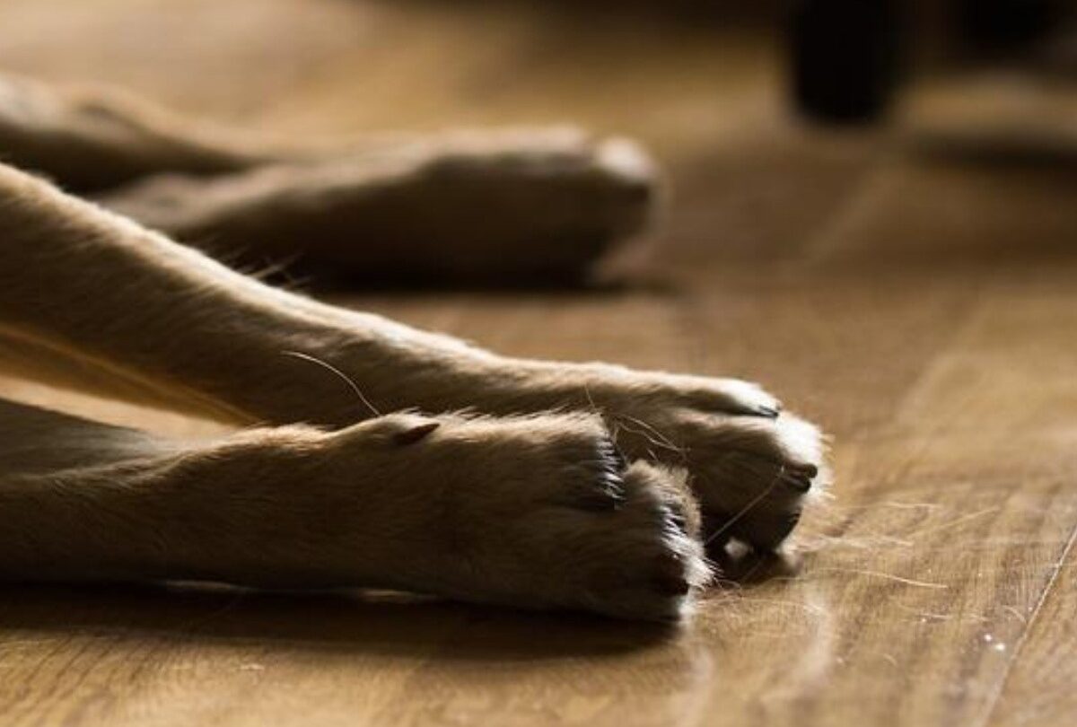 Qué hacer si tu perro muere en casa Qué hacer con su cuerpo |