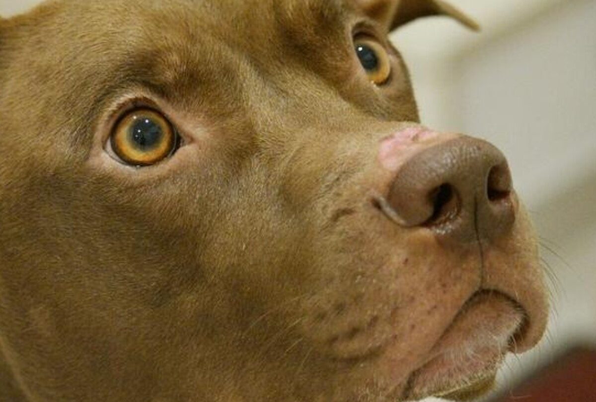 Nombres para Pit Bull Terrier Americano para hembra y macho |