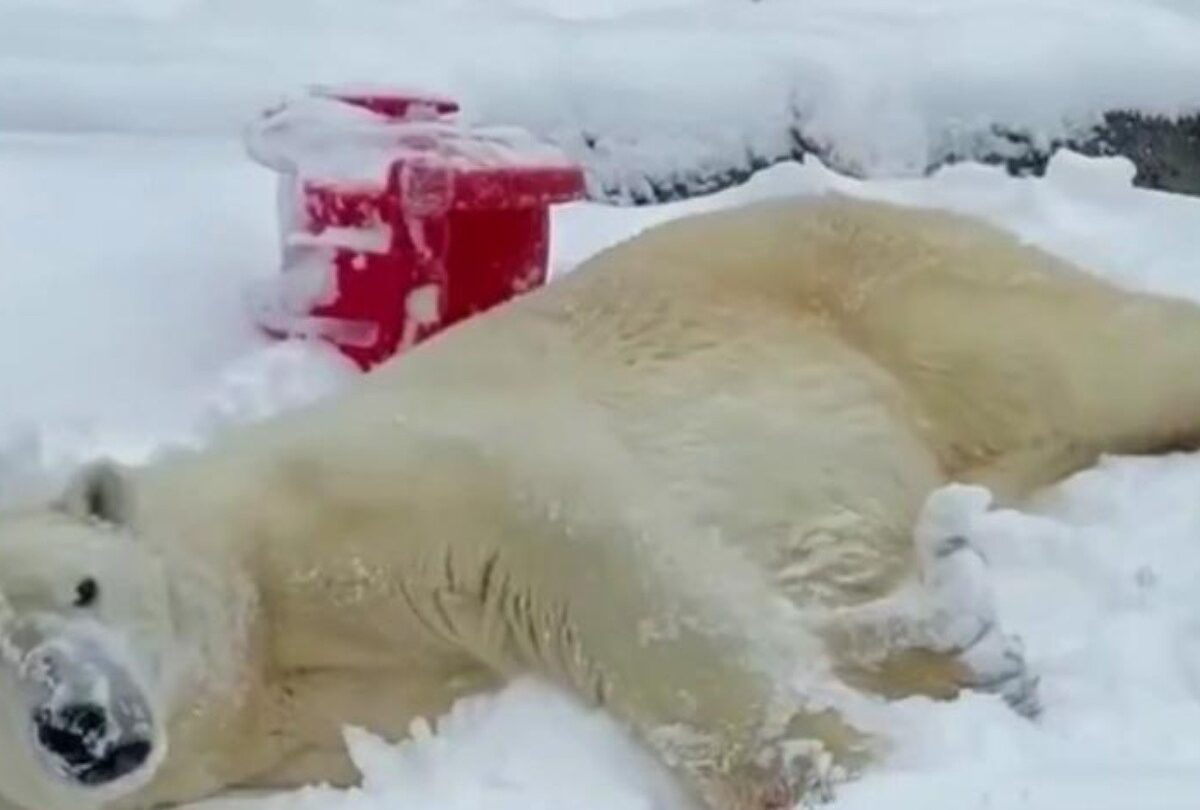 VIDEO Captan a oso polar jugando en la nieve en un zoológico |
