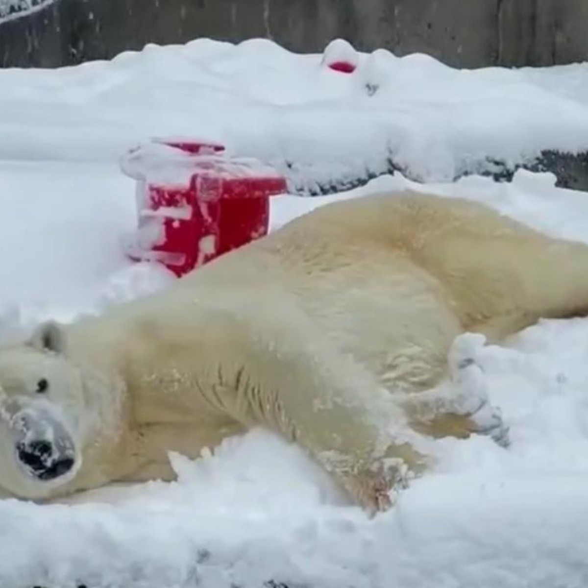 VIDEO: Captan a oso polar jugando en la nieve en un zoológico