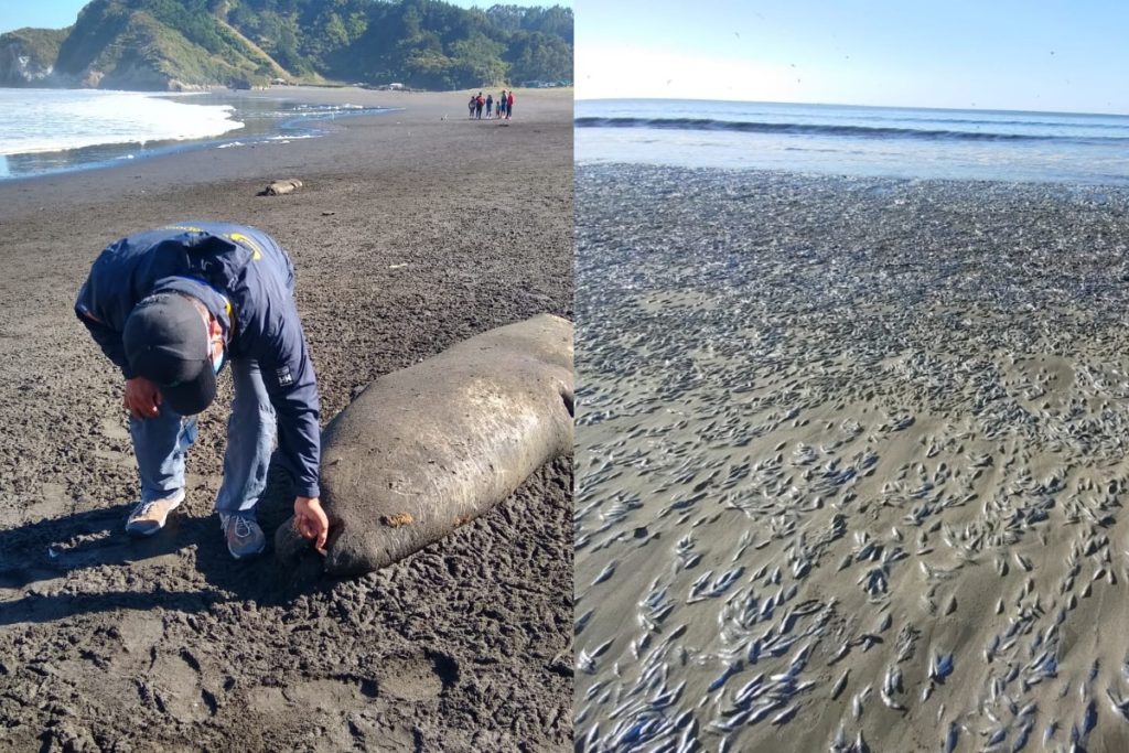 Miles de peces aparecen muertos en una playa de Chile (+fotos)