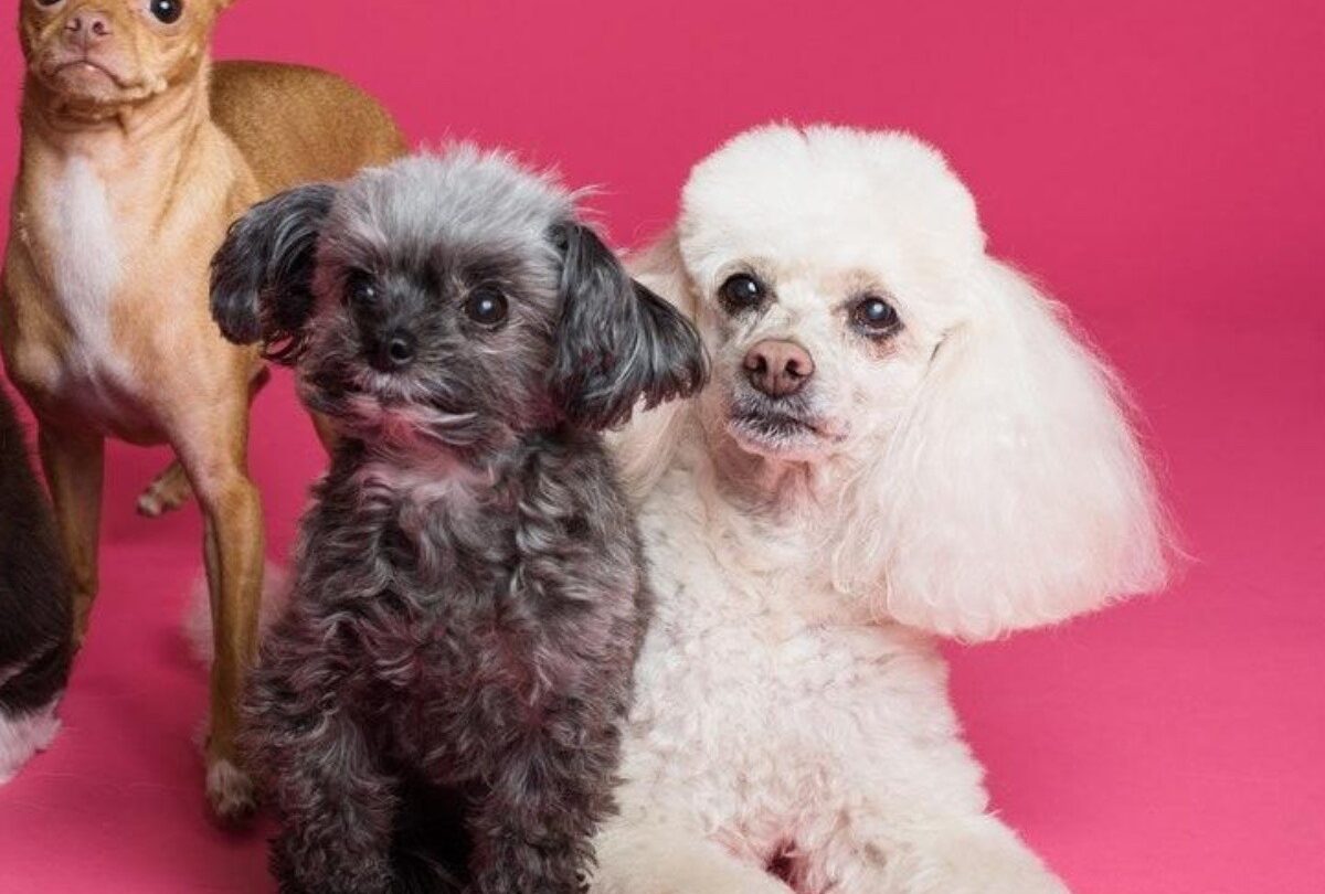 10 nombres de perros inspirados en las chick flicks más famosas |