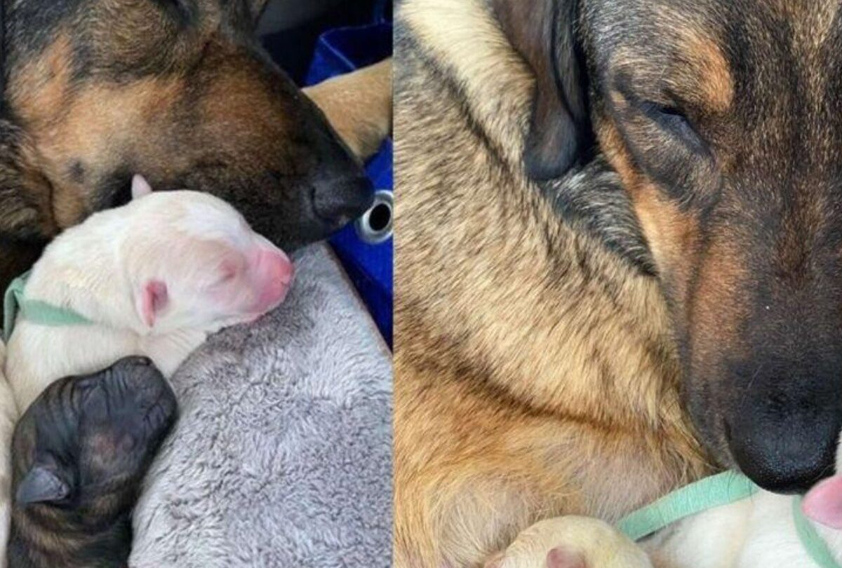 Familia pasa 12 horas en un auto para que su perrita dé a luz |