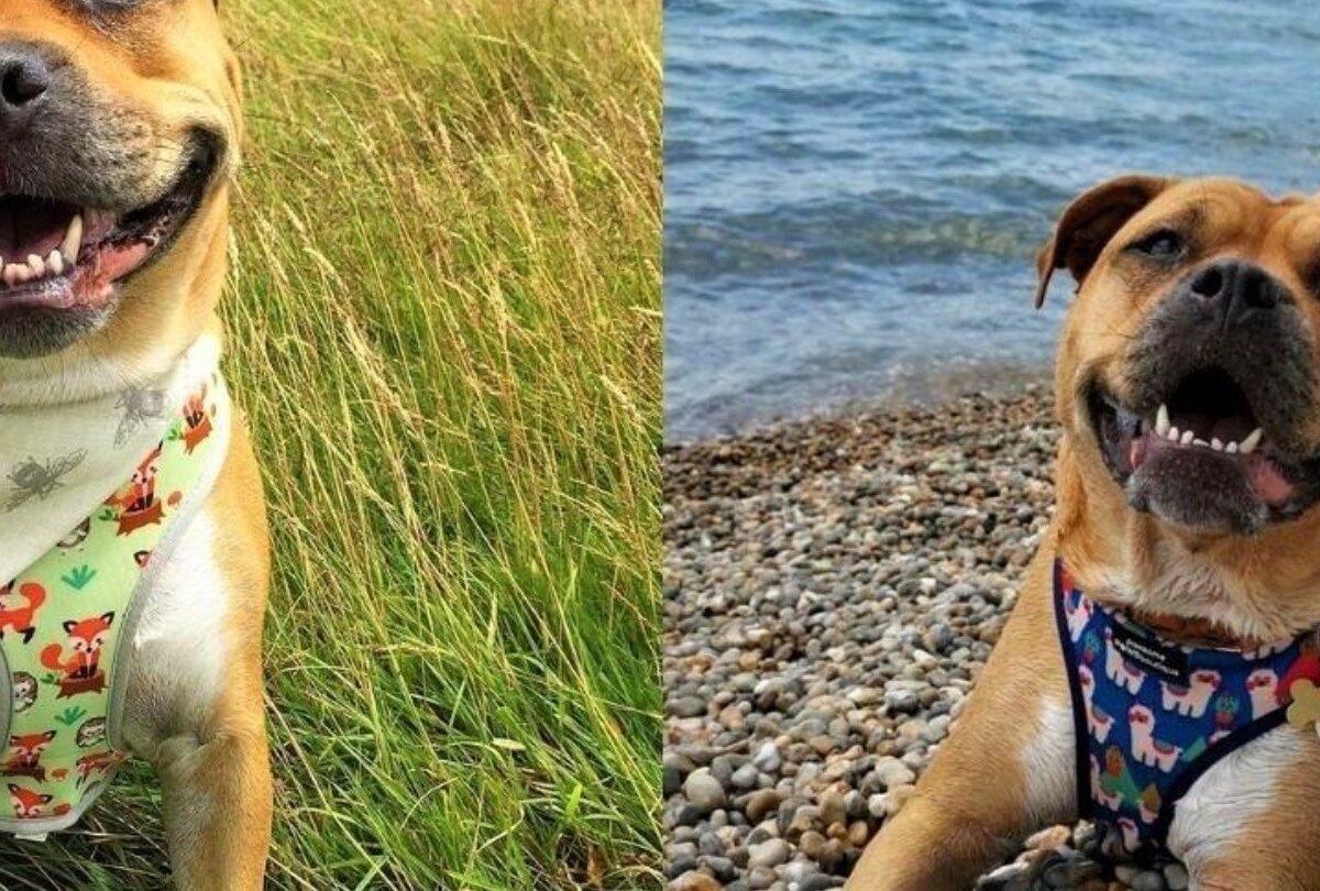 Perrita con cáncer cumple su lista de deseos antes de morir |
