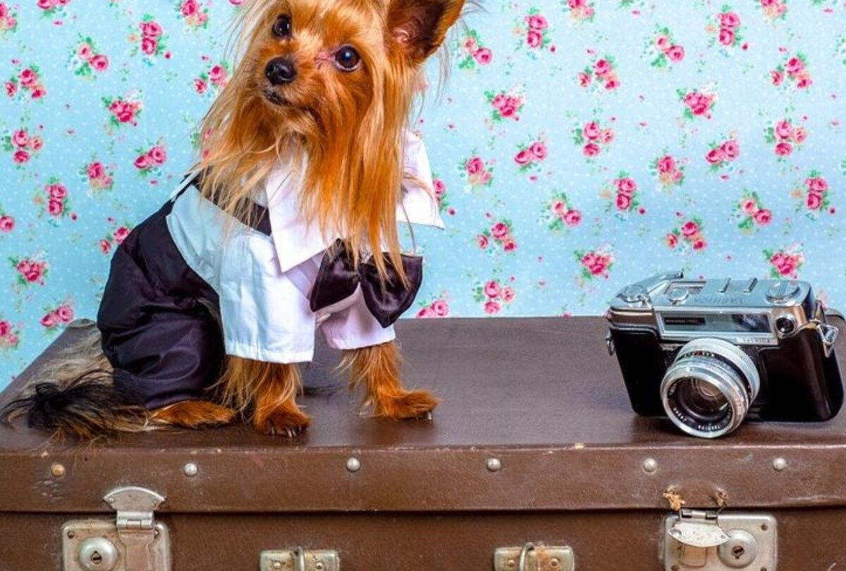 20 perros que no pueden viajar en Volaris uno de ellos es el Pug |