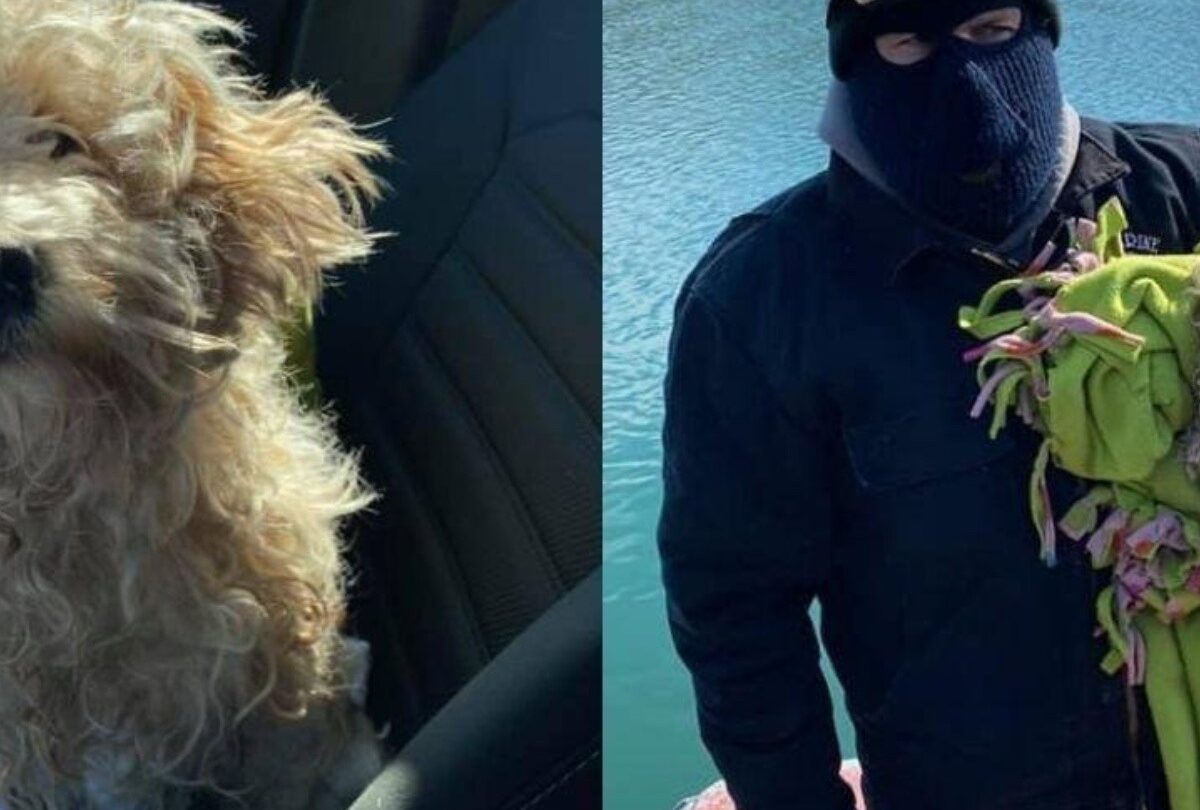 Rescatan a un perro que estuvo atrapado 4 días en el río Detroit |