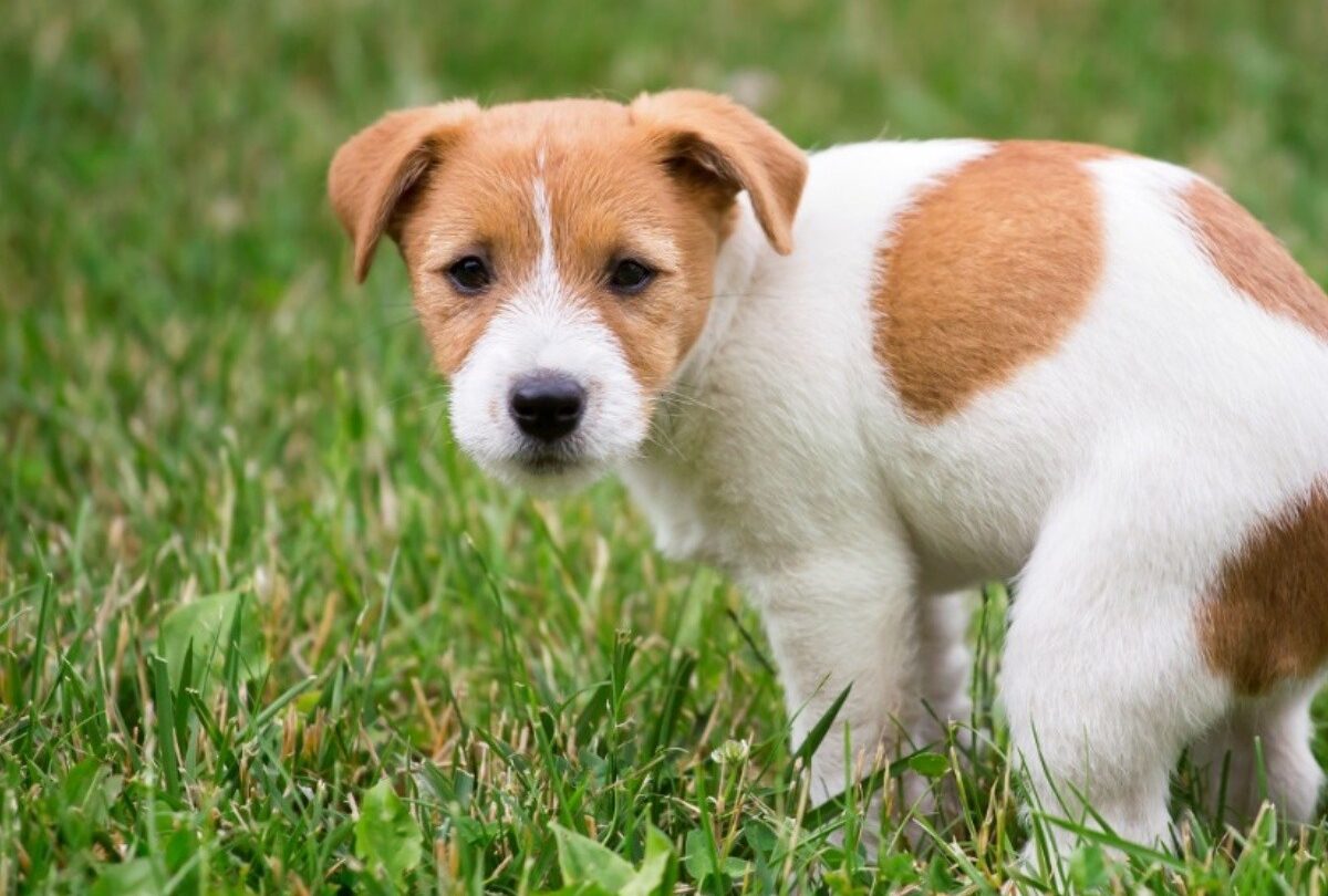 Cómo enseñar a un cachorro a ir al baño tips de César Millán |