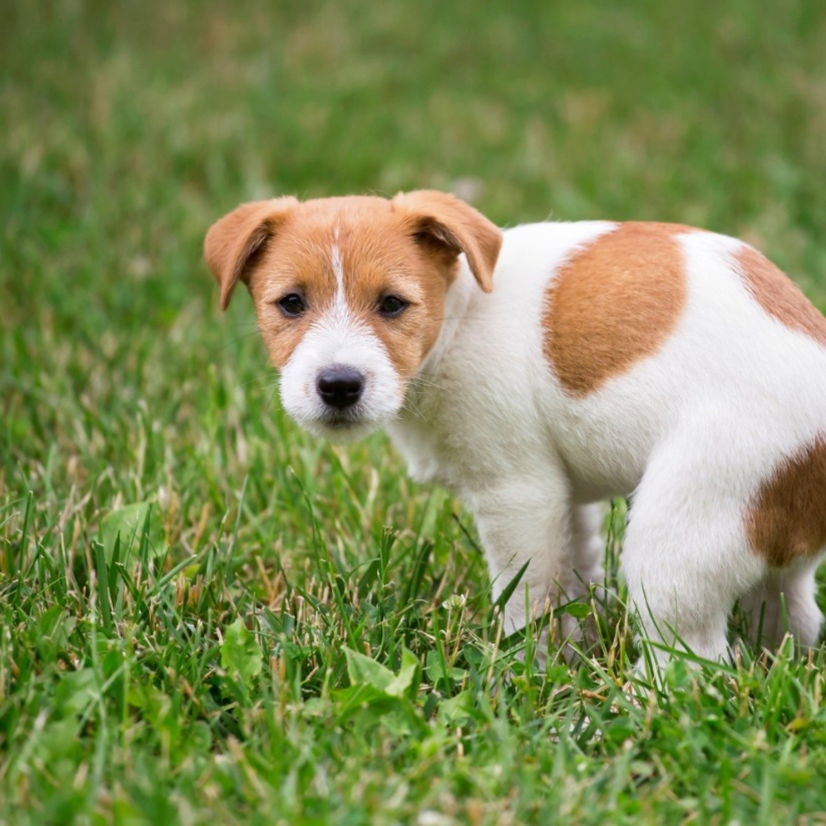 Cómo enseñar a un cachorro a ir al baño, tips de César Millán