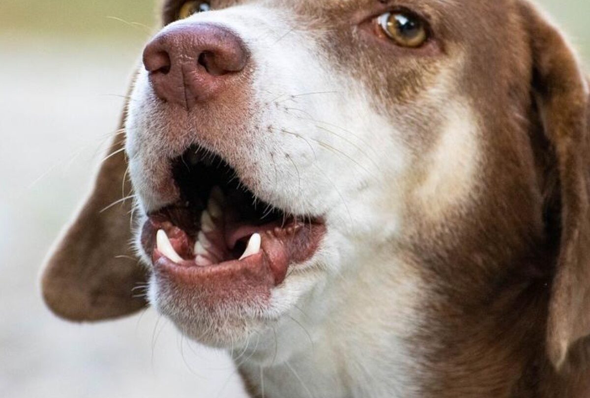 5 razones principales por las que los perros aúllan de la nada |