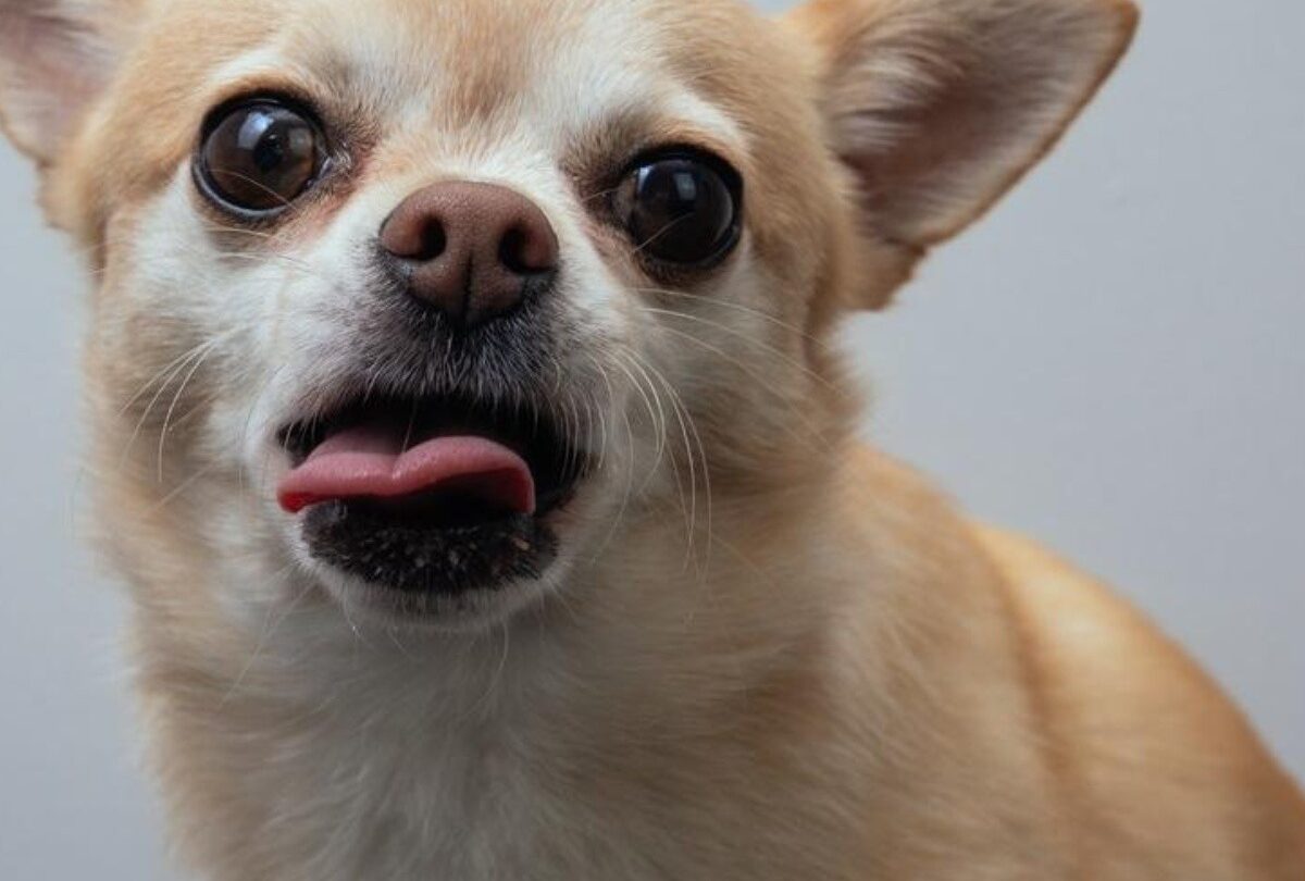 4 consejos para quitarle la tos a tu perro de forma natural |