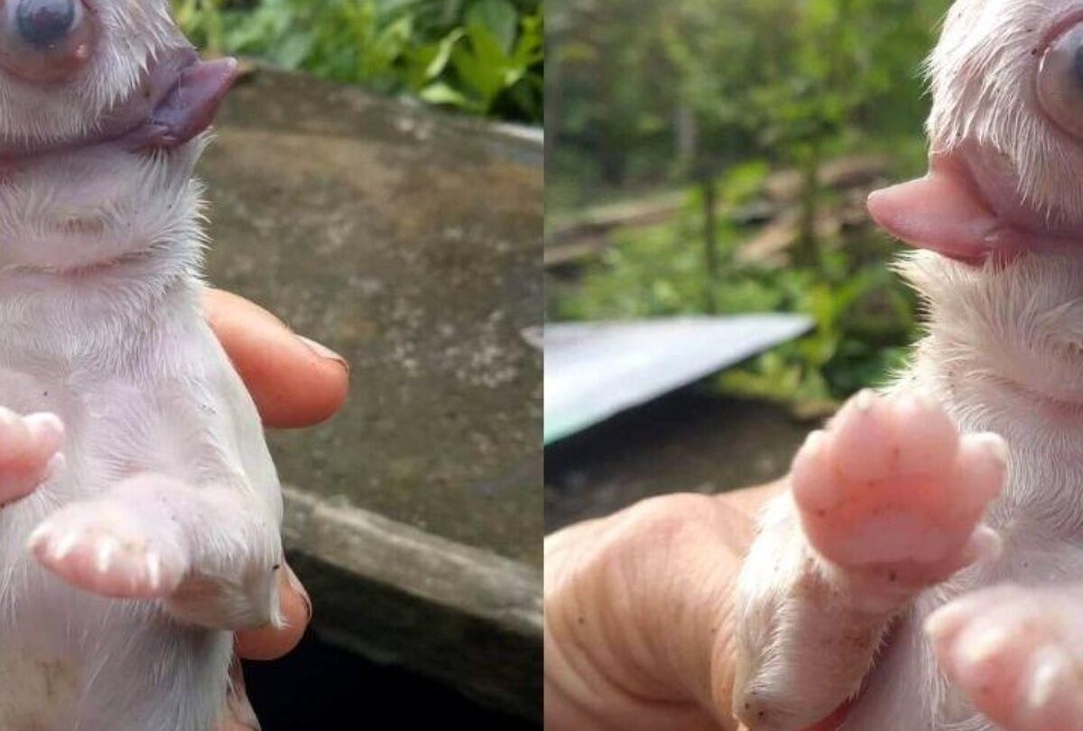Nace perro cíclope con un ojo y dos lenguas en Filipinas |