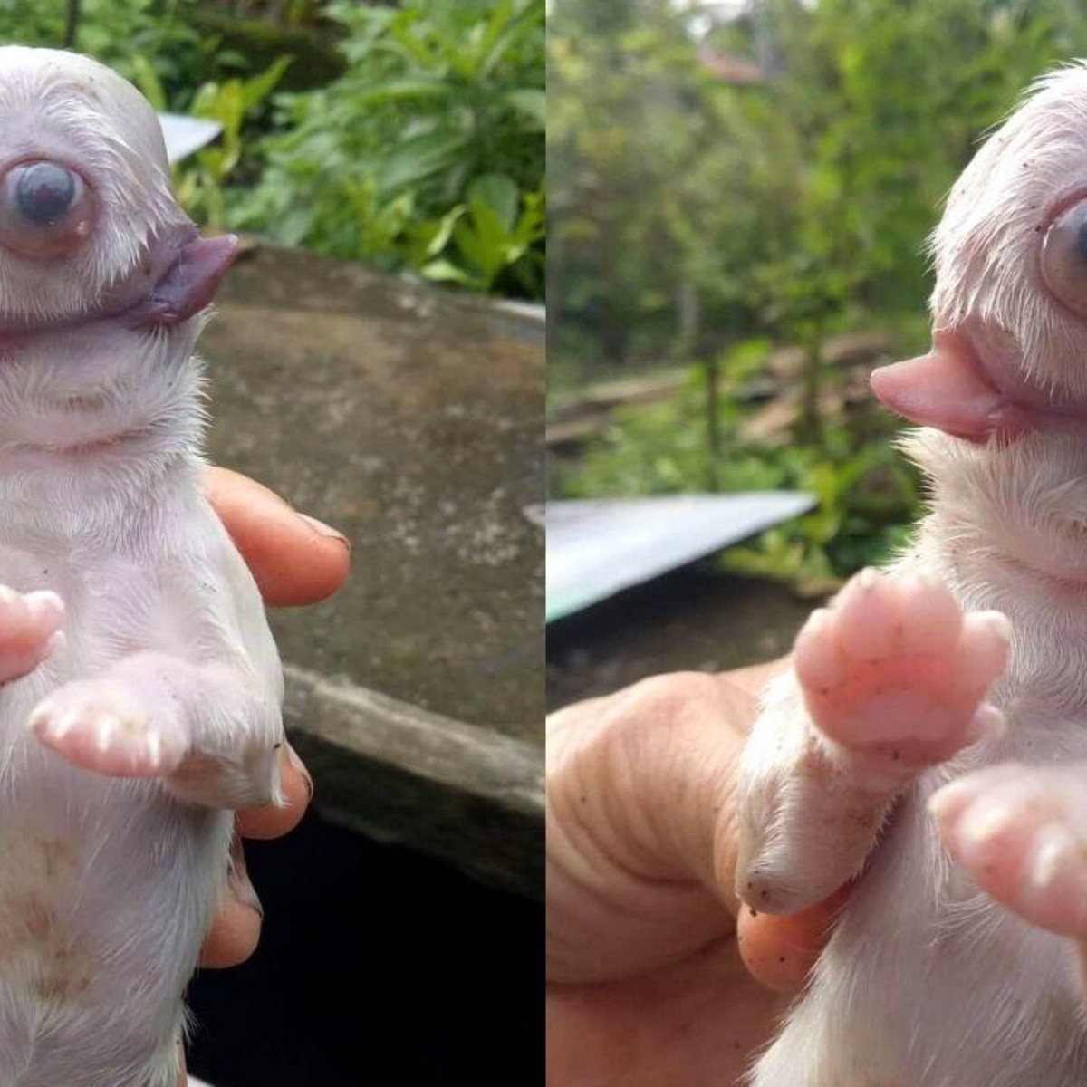 Nace perro cíclope: con un ojo y dos lenguas en Filipinas