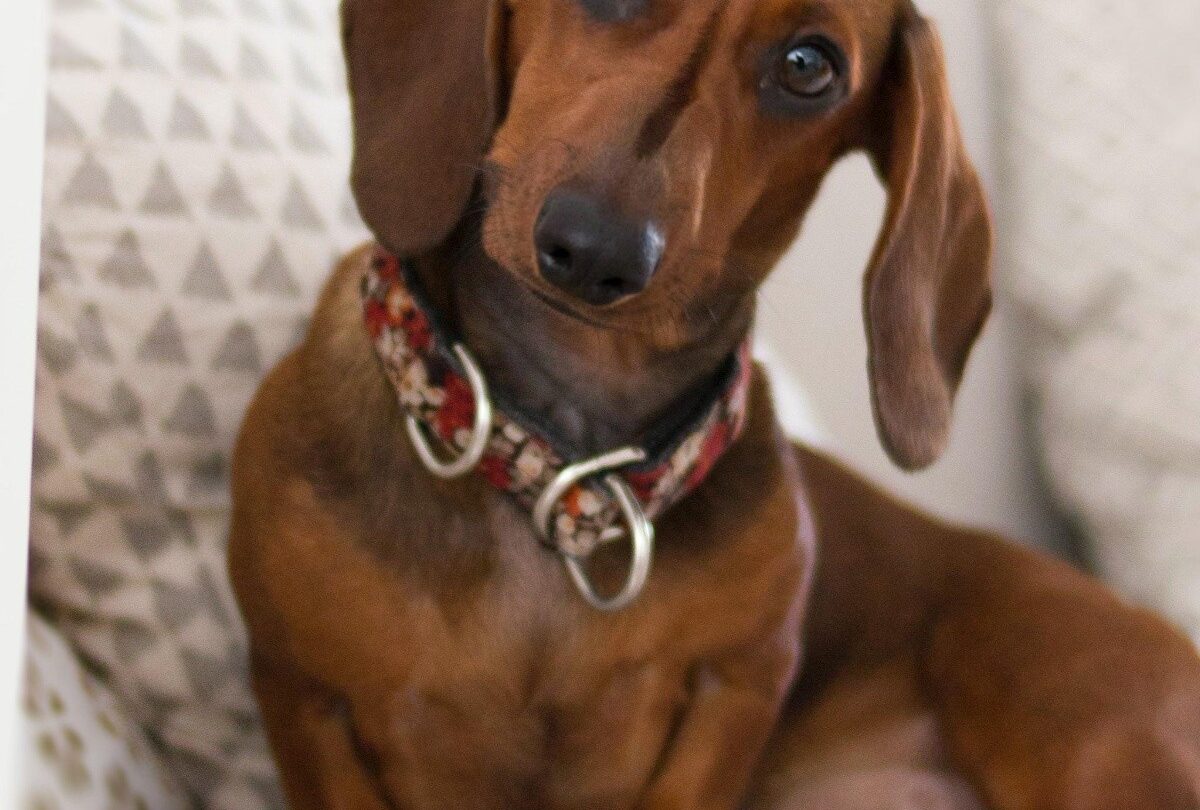 Cómo hacer un repelente para que mi perro no orine en la casa |