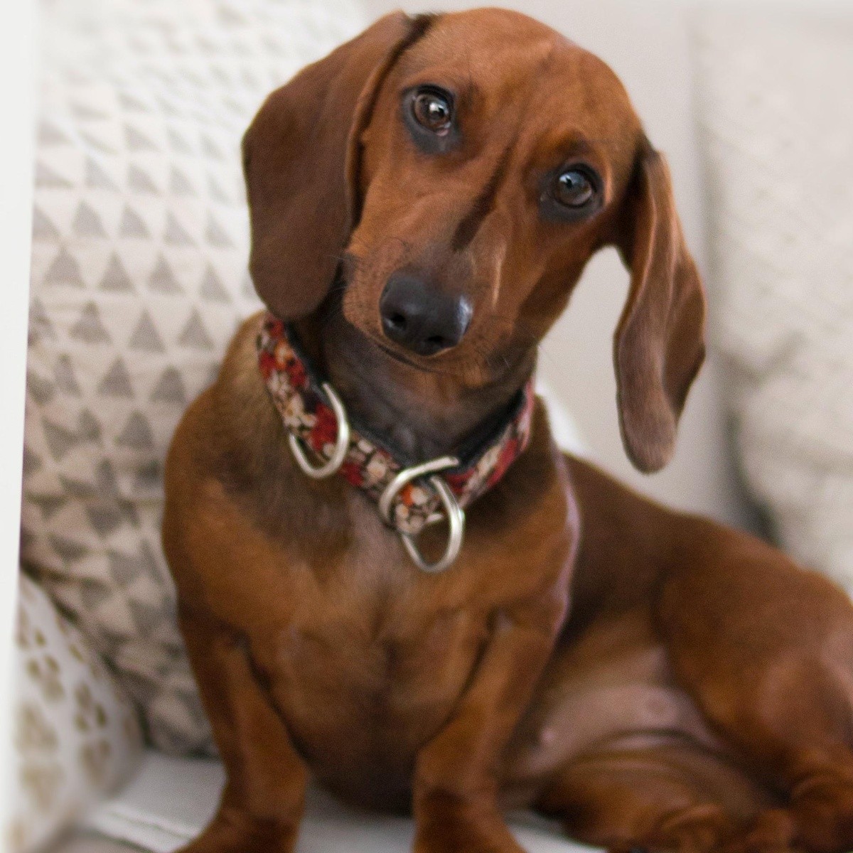 Cómo hacer un repelente para que mi perro no orine en la casa