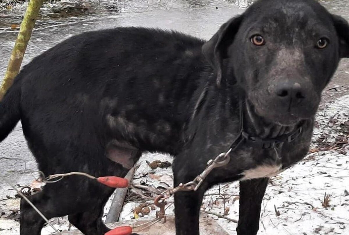 Perros gatos y tortugas son rescatados del frío extremo en Texas |
