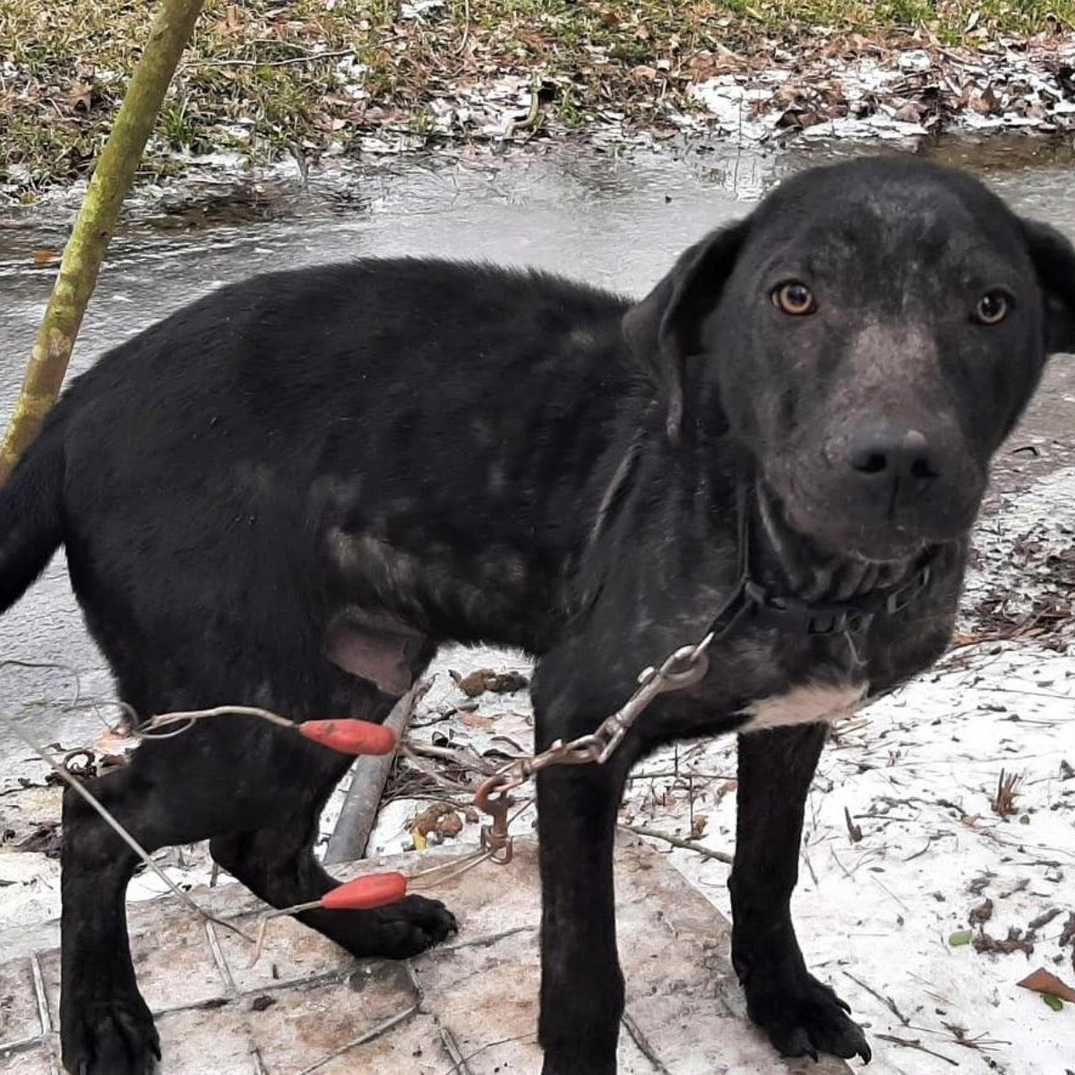 Perros, gatos y tortugas son rescatados del frío extremo en Texas