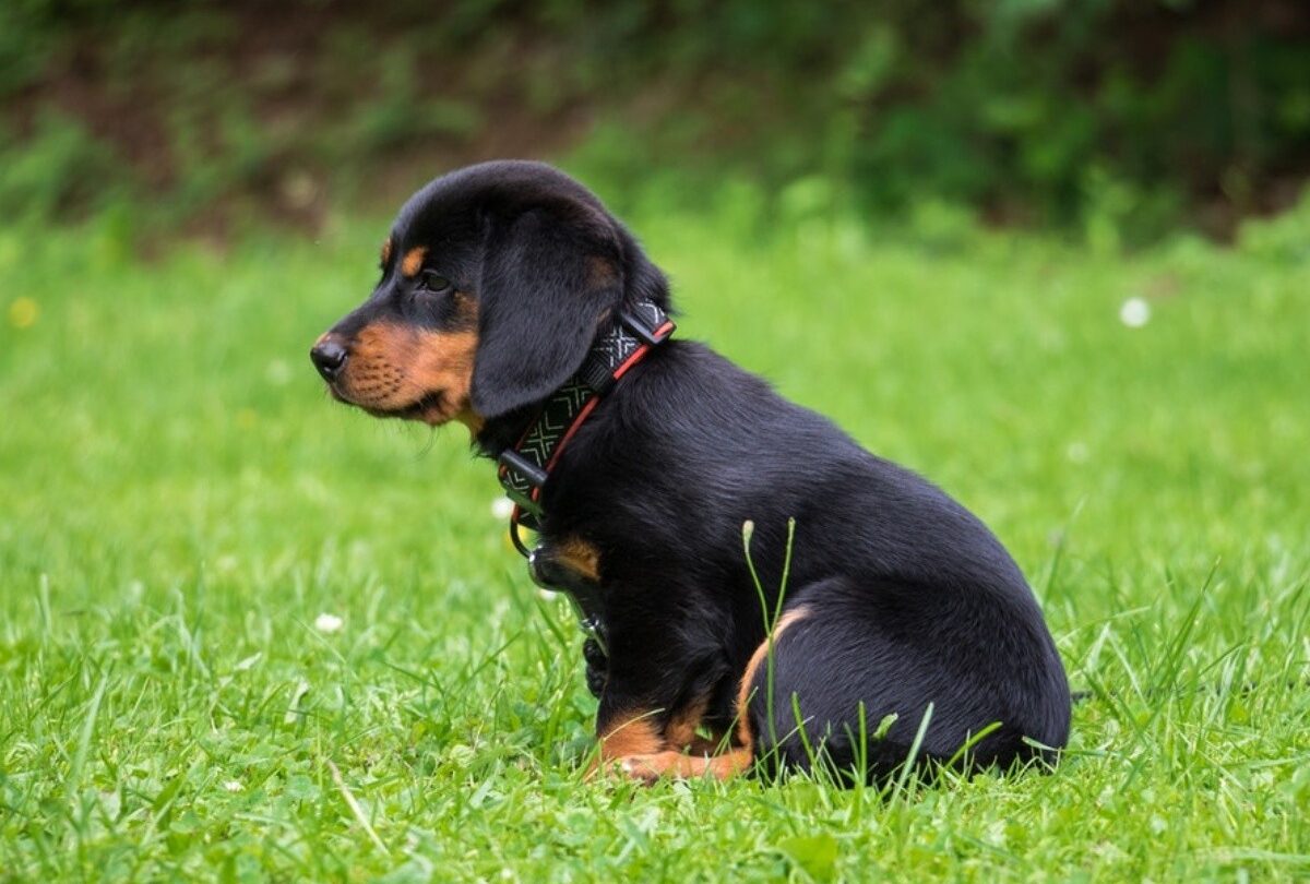 Tips para que tu cachorro haga sus necesidades en un mismo lugar |