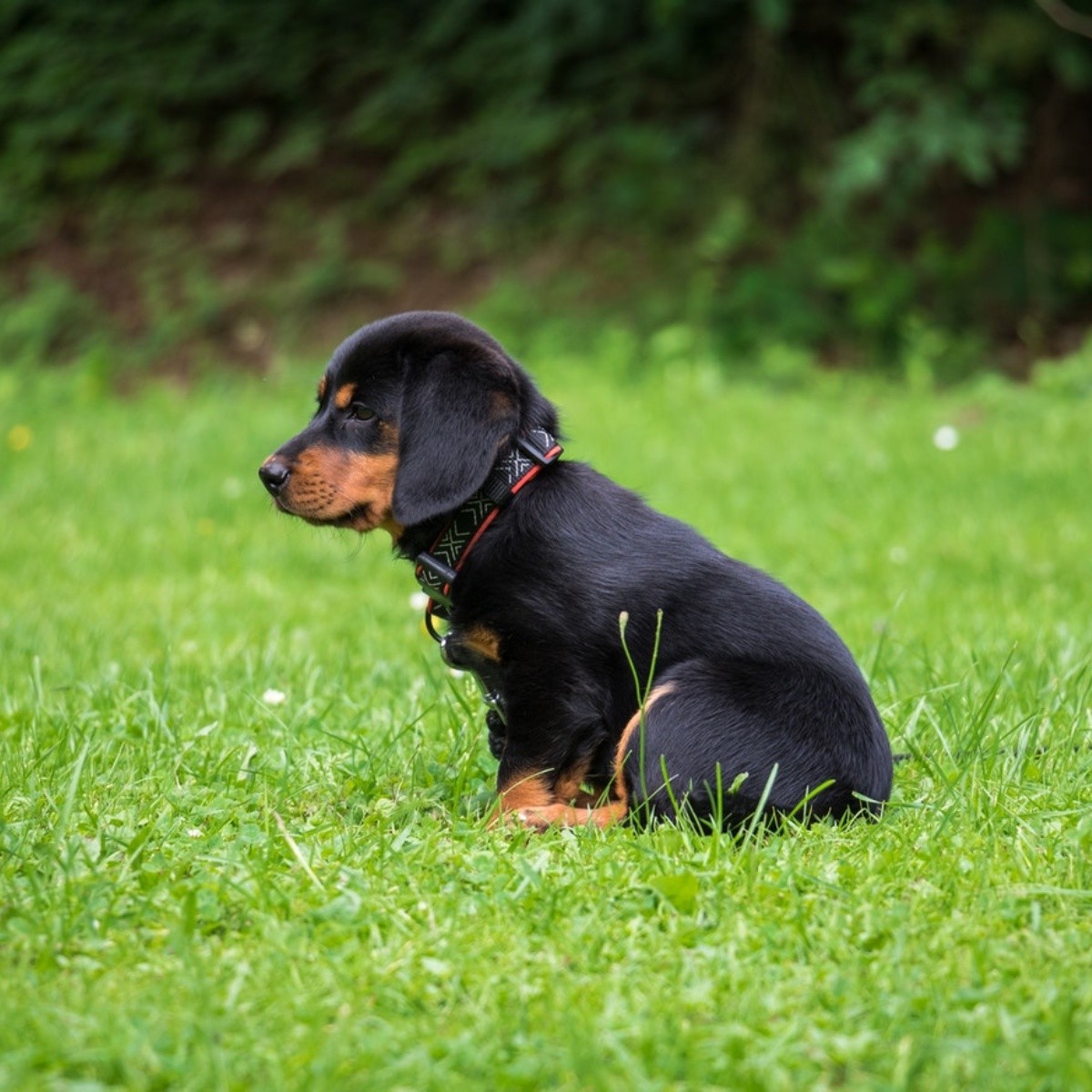 Tips para que tu cachorro haga sus necesidades en un mismo lugar